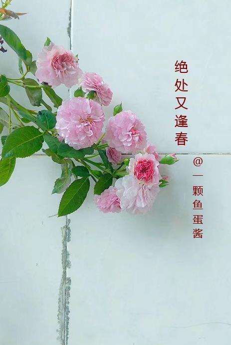 形容绝处逢春